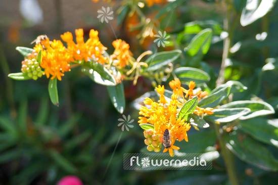 Asclepias tuberosa - Butterfly weed (100364)