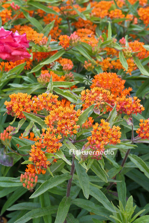 Asclepias tuberosa - Butterfly weed (102560)