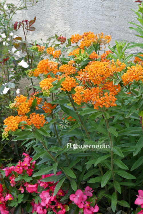 Asclepias tuberosa - Butterfly weed (102561)
