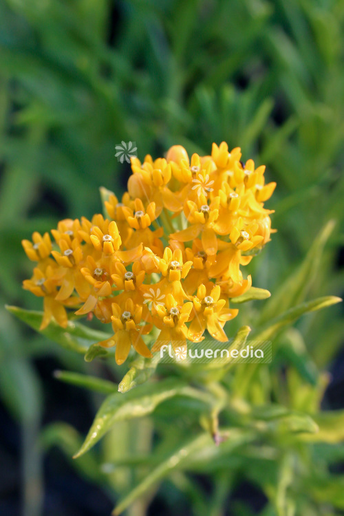 Asclepias tuberosa 'Gay Butterflies' - Butterfly weed (102562)