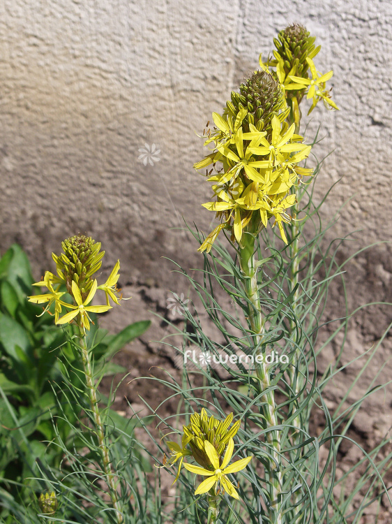 Asphodeline lutea - Yellow Asphodel (100366)