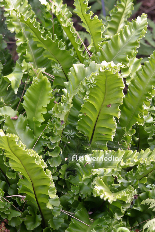 Asplenium scolopendrium 'Crispa' - Hart's-tongue (102570)