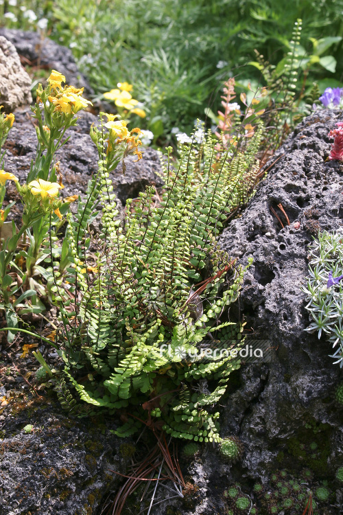 Asplenium trichomanes - Maidenhair spleenwort (102572)
