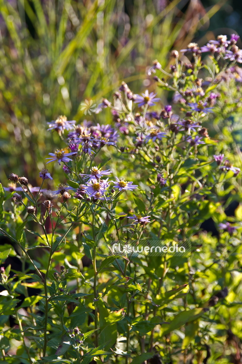 Aster ageratoides - Aster (100369)