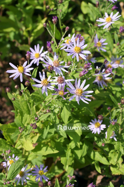 Aster ageratoides - Aster (100370)