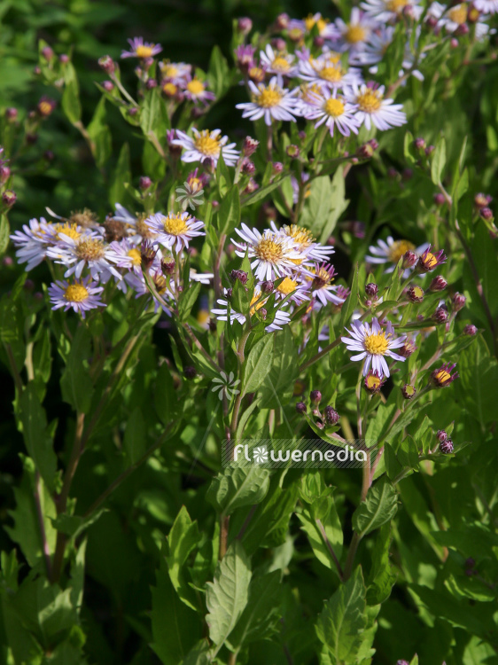 Aster ageratoides 'Asran' - Aster (100371)