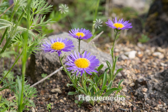 Aster alpinus - Alpine daisy (112961)