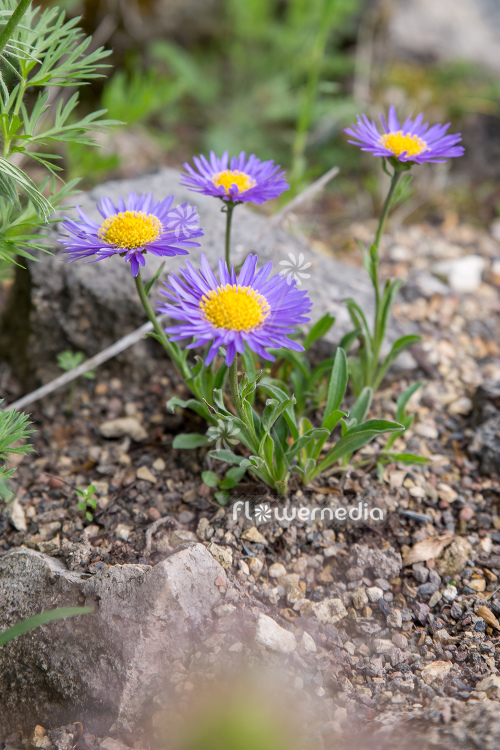 Aster alpinus - Alpine daisy (112962)