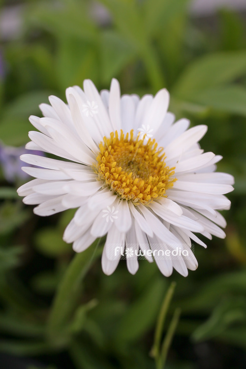 Aster alpinus 'Albus' - White-flowered alpine daisy (102577)
