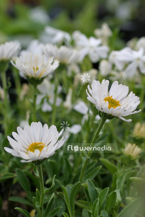 Aster alpinus 'Albus' - White-flowered alpine daisy (102578)