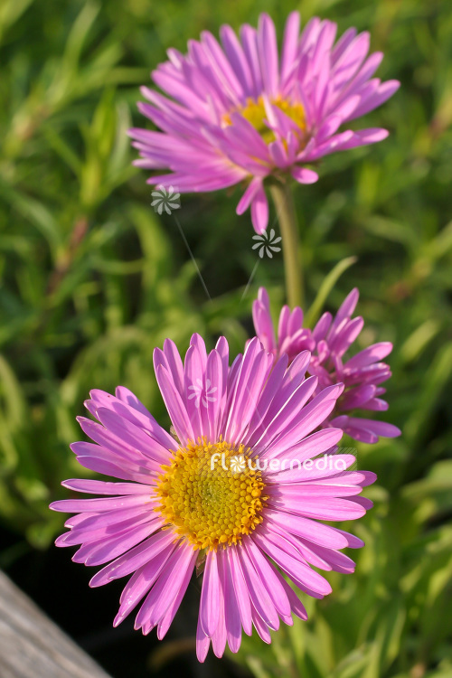 Aster alpinus 'Pinkie' - Alpine daisy (102579)