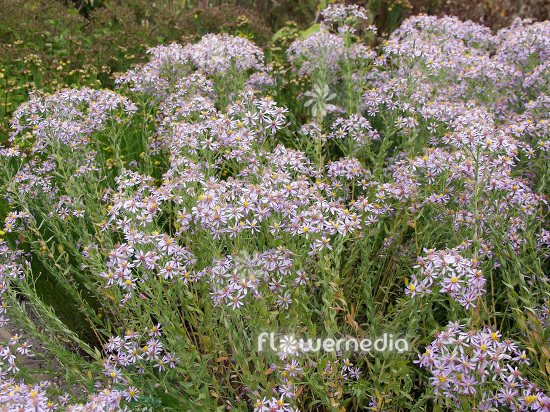 Aster canus - Michaelmas daisy (112356)