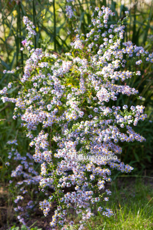 Aster cordifolius 'Ideal' - Blue wood aster (112973)