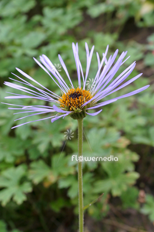 Aster diplostephioides - Chinese aster (112974)
