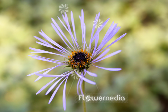 Aster diplostephioides - Chinese aster (112976)