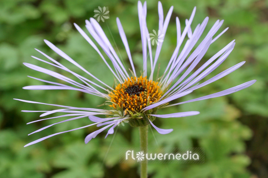 Aster diplostephioides - Chinese aster (112977)