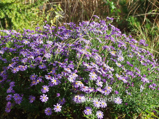 Aster dumosus - Bushy starwort (100380)