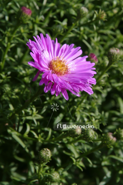 Aster dumosus 'Heinz Richard' - Bushy starwort (100382)