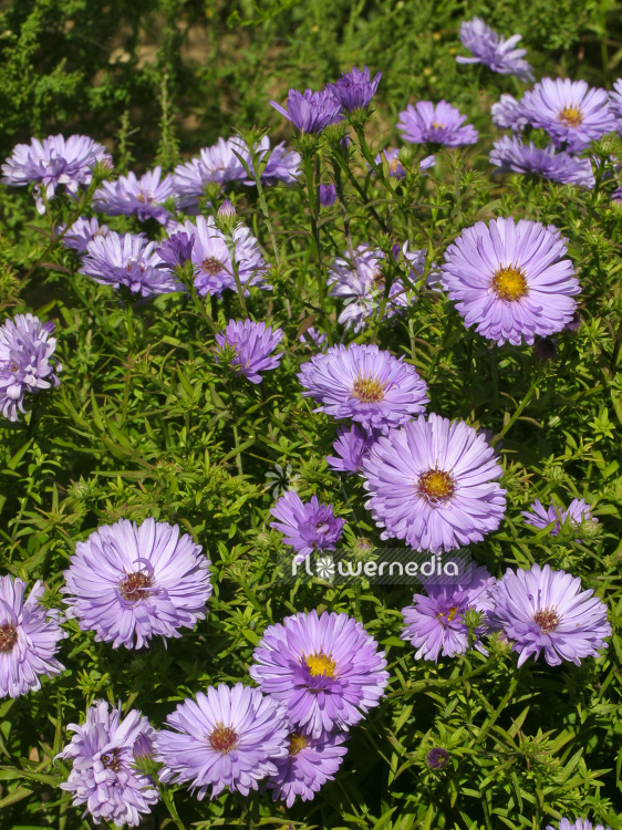 Aster dumosus 'Herbstpurzel' - Bushy starwort (100383)