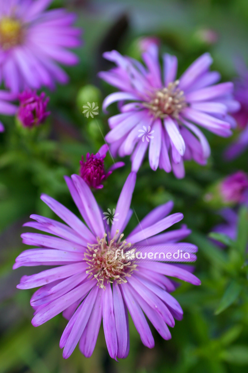 Aster dumosus 'Nesthäkchen' - Bushy starwort (100384)