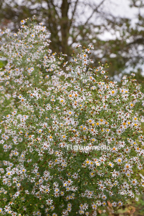Aster lateriflorus - Calico aster (113008)