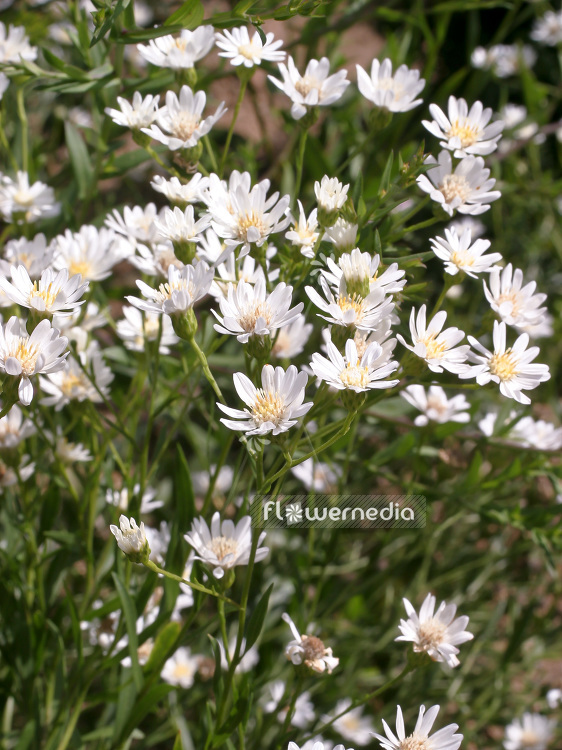 Aster ptarmicoides 'Major' - Bouquet starflower (102597)