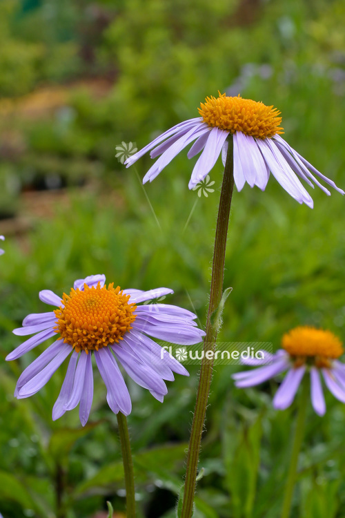 Aster tongolensis 'Wartburgstern' - East Indies aster (102599)