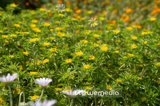 Asteriscus aquaticus (109728)