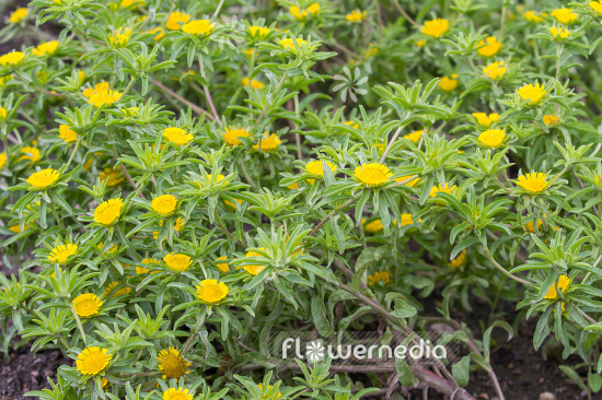 Asteriscus aquaticus (109729)