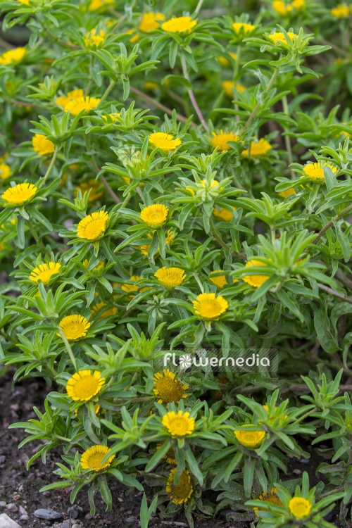 Asteriscus aquaticus (109731)