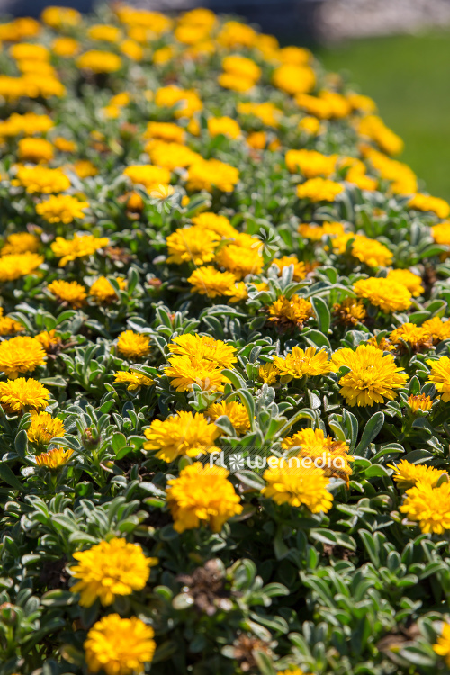 Asteriscus maritimus 'Asteriscus Double' (109736)