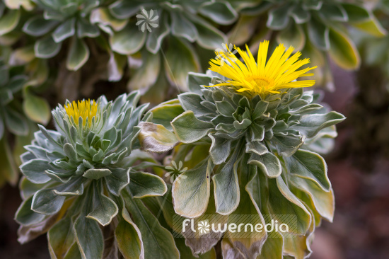 Asteriscus sericeus (109737)