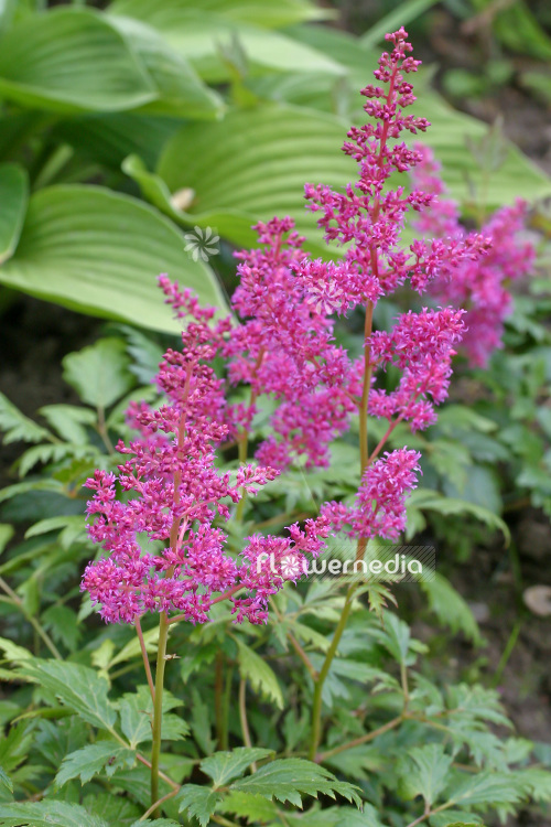 Astilbe chinensis var. pumila - False goat's beard (102604)