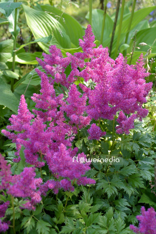 Astilbe chinensis var. pumila - False goat's beard (102605)