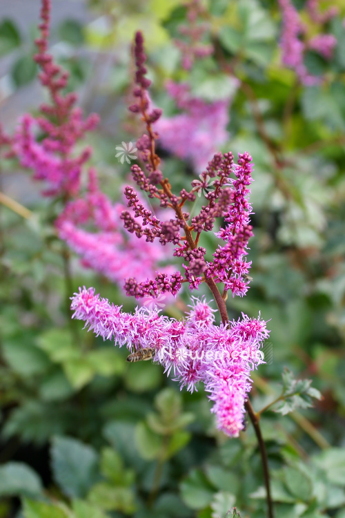 Astilbe chinensis var. taquetii 'Superba' - False goat's beard (102607)
