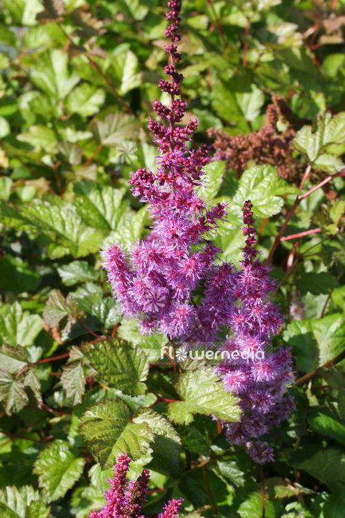 Astilbe chinensis var. taquetii 'Superba' - False goat's beard (102608)