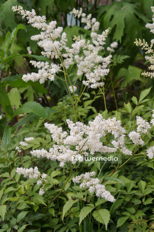 Astilbe x arendsii 'Brautschleier' - False goat's beard (102612)