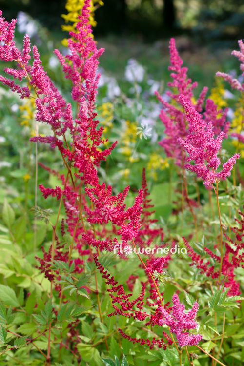 Astilbe x arendsii 'Glut' - False goat's beard (102618)