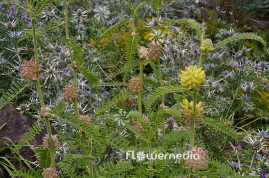 Astragalus centralpinus (102623)