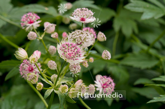 Astrantia major - Great masterwort (102624)