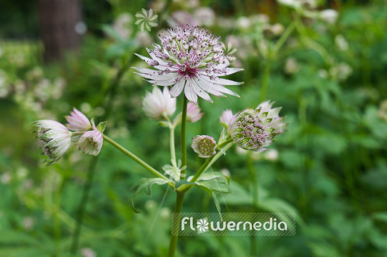 Astrantia major - Great masterwort (102625)