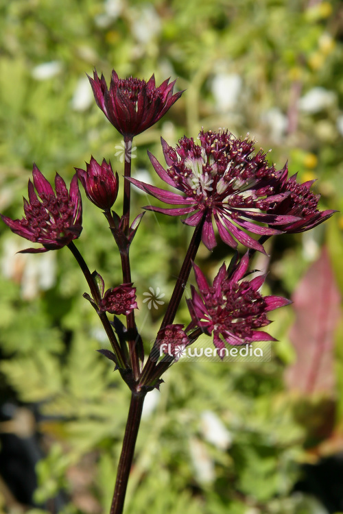 Astrantia major 'Claret' - Great masterwort (102626)
