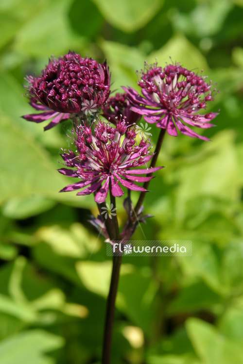 Astrantia major 'Claret' - Great masterwort (102627)