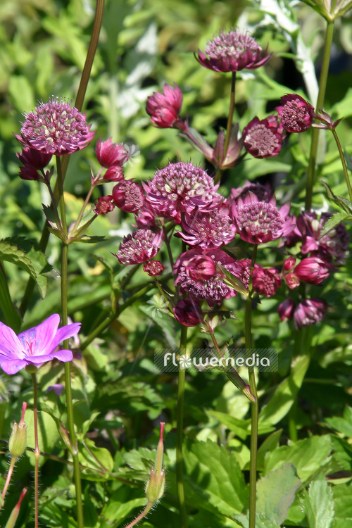 Astrantia major 'Claret' - Great masterwort (102628)