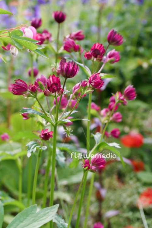 Astrantia major 'Lars' - Great masterwort (105295)