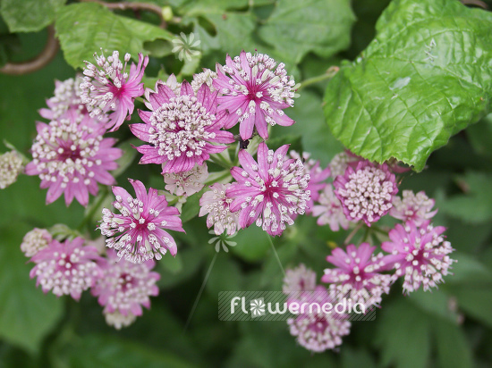Astrantia major 'Rosenkuppel' - Great masterwort (100412)