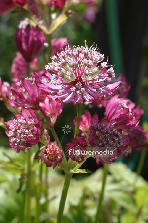 Astrantia major 'Rubra' - Great masterwort (102630)
