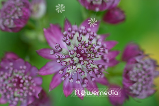 Astrantia major 'Rubra' - Great masterwort (102631)