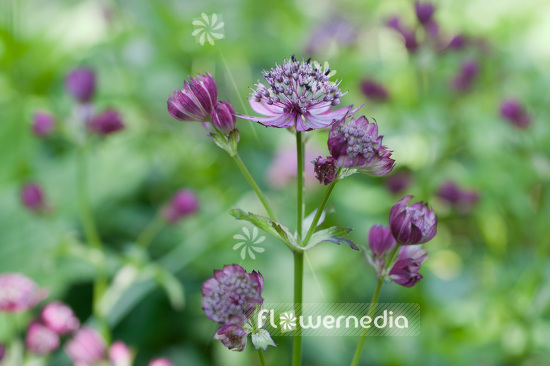 Astrantia major 'Rubra' - Great masterwort (102632)