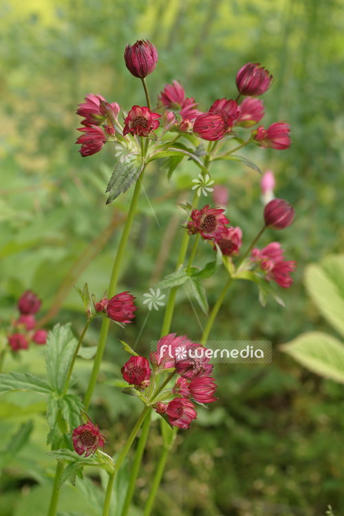 Astrantia major 'Rubra' - Great masterwort (102633)